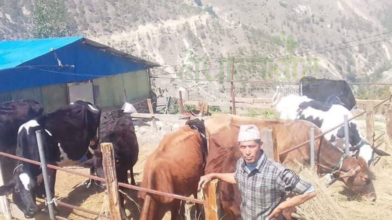 मुगुवाासी गाईपालनमा आकर्षित, दूध बेचेरै मासिक ६० हजार रुपैयाँसम्म आम्दानी 